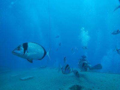 Zenobia Wreck Diving Site