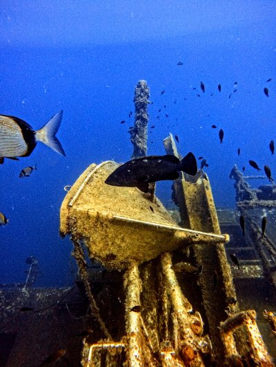 Zenobia Wreck Diving Site
