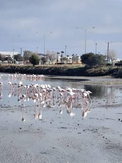 Flamingo observatory spot