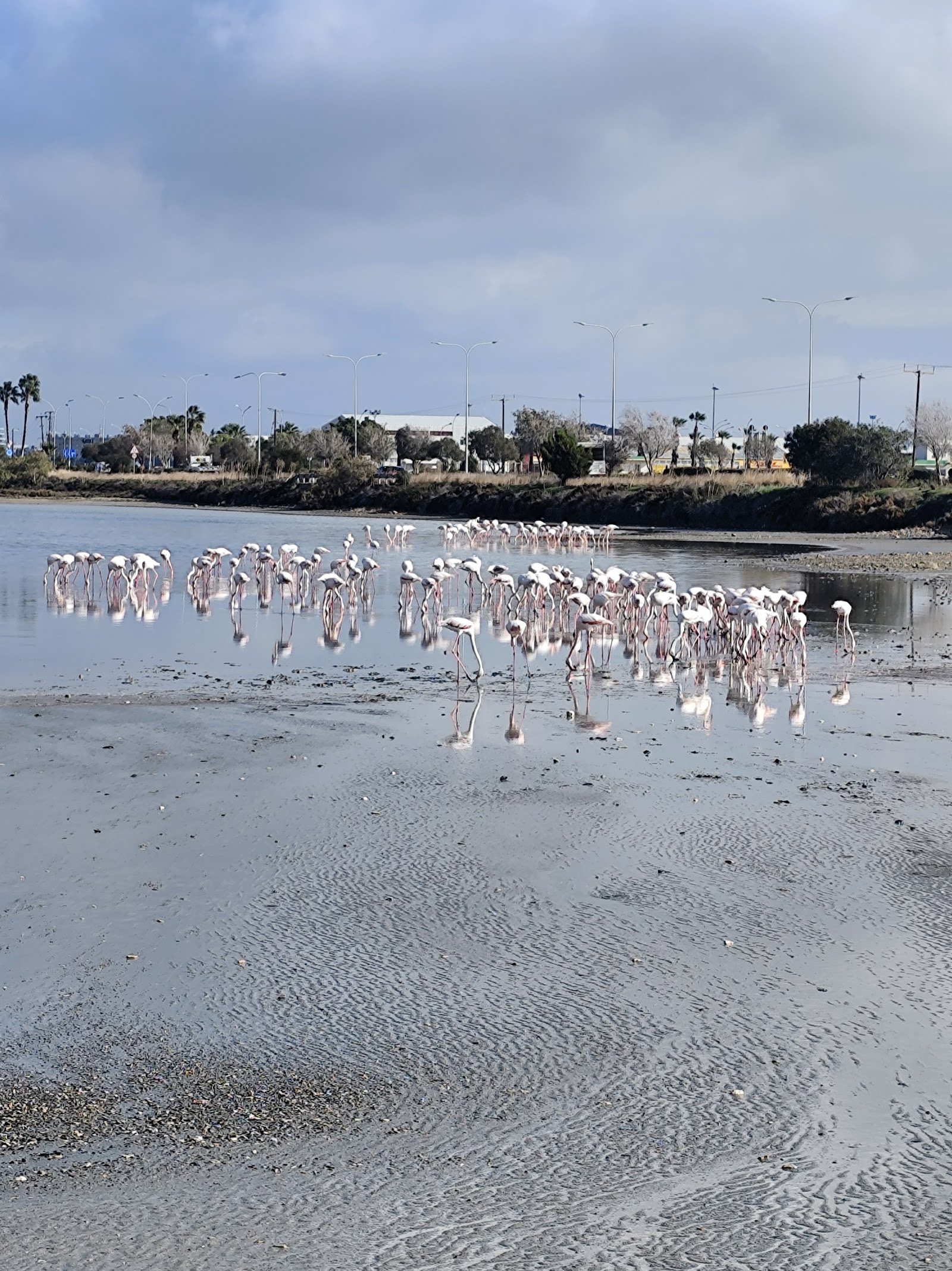 Flamingo observatory spot