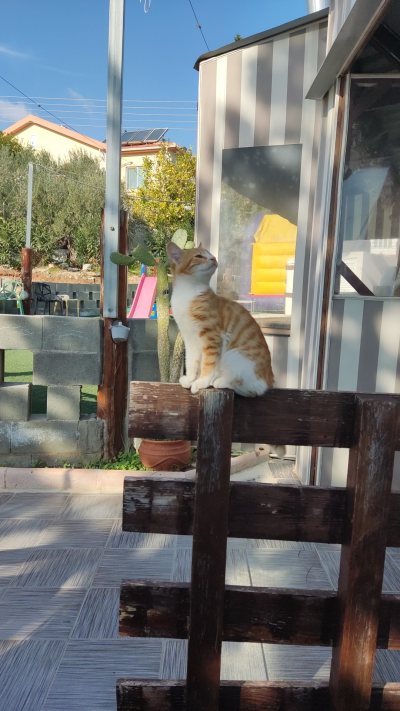 Melina merkouri cafe