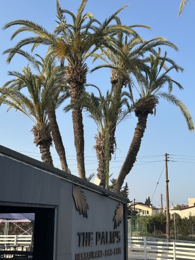 The Palms at Meneou