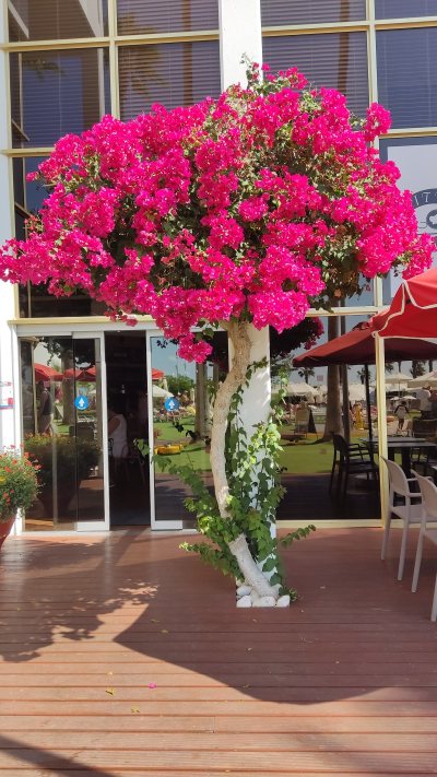 Lockdown Paphos