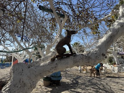 Riccos beach bar