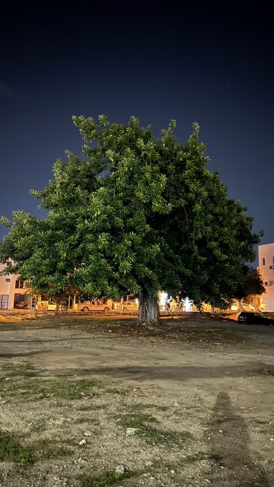 Oldest Ficus Tree