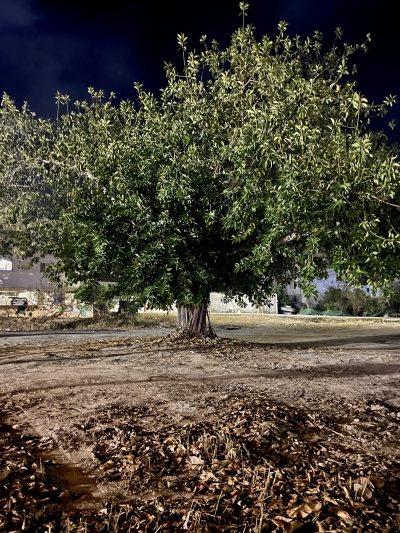 Oldest Ficus Tree