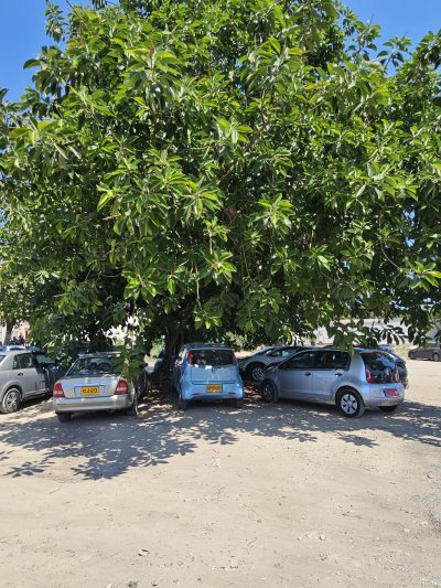 Oldest Ficus Tree