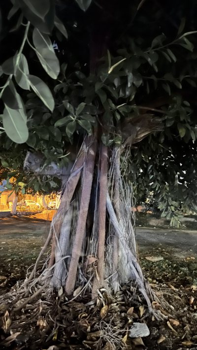 Oldest Ficus Tree