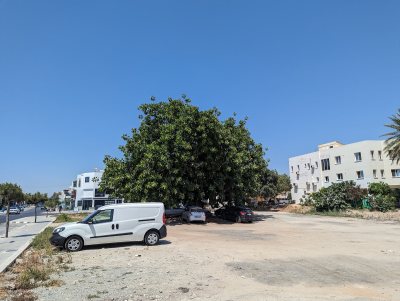 Oldest Ficus Tree