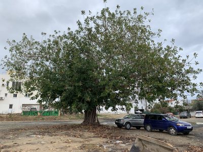 Oldest Ficus Tree