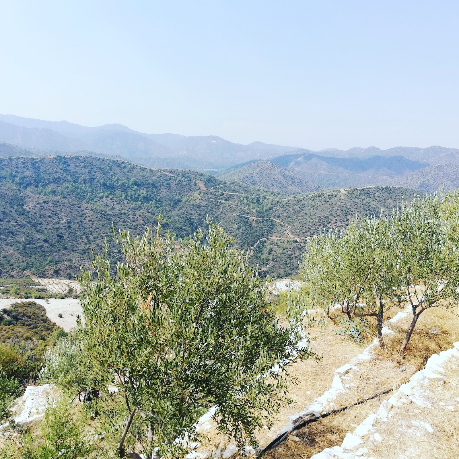 Terra Oliva Organic Olive Farm