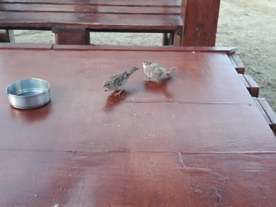 Cafe
